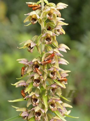 Rode soldaatjes op Epipactis