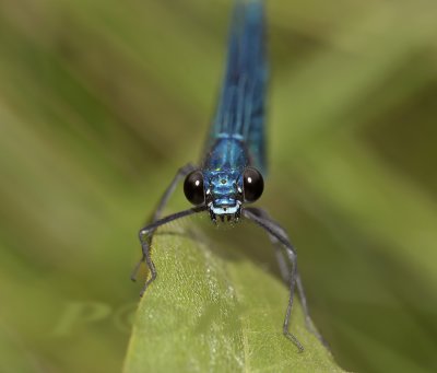 Calpoteryx splendens man frontaal