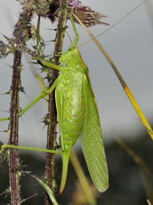 Grote groene sabelsprinkhaan vrouw, de sabel aan het achterlijf is de legboor