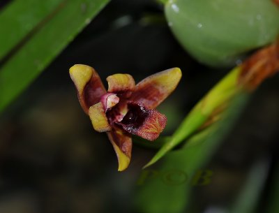 Maxillaria variabilis