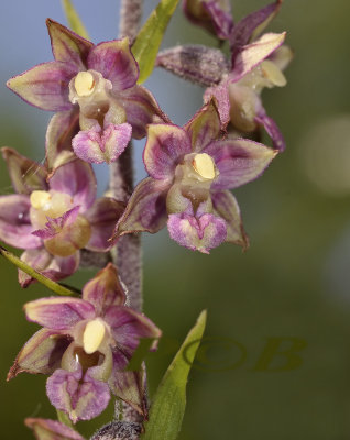 Epipactis schmalhausenii (helleborine x atrorubens)