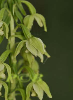 Albino Epipactis helleborine (viridiflora)