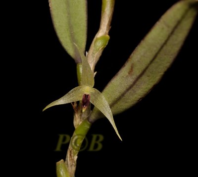 Bulbophyllum sp. prov. East new Brittain, Papua New guinea