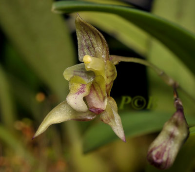 Bulbophyllum cymbidioides, Sulawesi