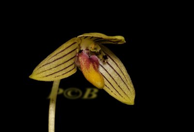 Bulbophyllum aspersum, Papua N. Guinea