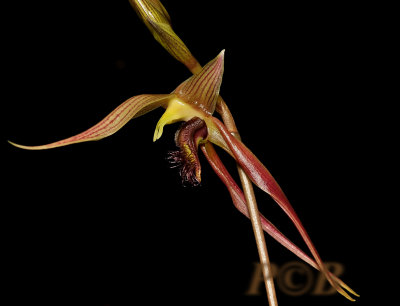 Bulbophyllum klabatense, Sulawesi