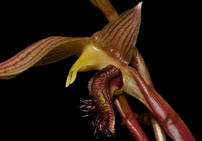 Bulbophyllum klabatense, Sulawesi