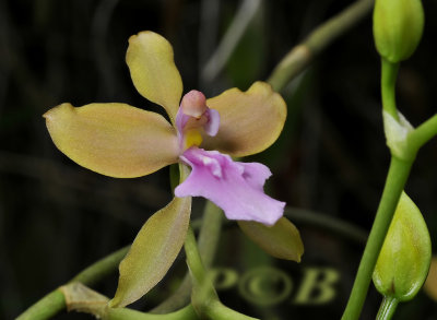 Cyrtochilum umbrosum, flower 3 cm