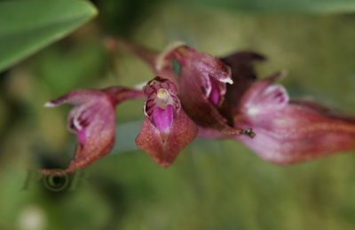 Bulbophyllum japonicum, flowers  cm