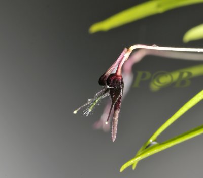 Bulbophyllum tentaculiferum, flower 1 cm