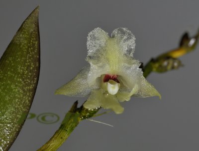 Dendrobium reginanivis, flower 8 mm