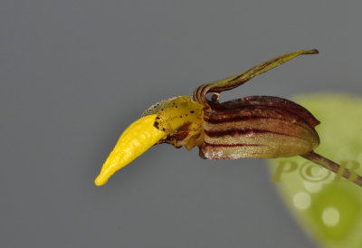 Bulbophyllum sp. flower 7 mm