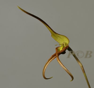 Bulbophyllum schmidii , flower 8 cm