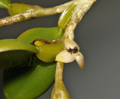 Bulbophyllum varirata,   flower 1 cm
