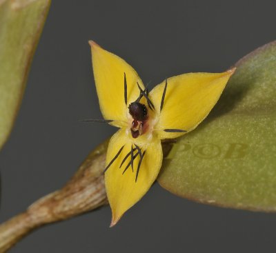 Bulbophyllum Xanthomelanon,  flower 1  cm ( upside down)