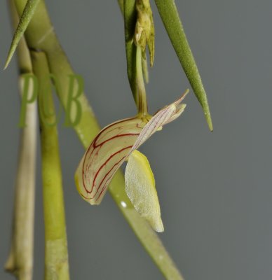 Dendrobium diaphanum, 2 cm