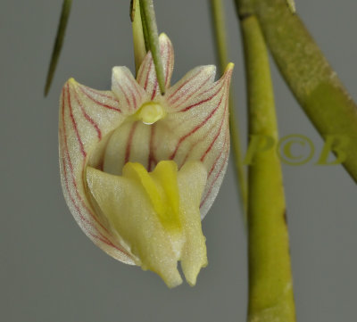 Dendrobium diaphanum, 2 cm