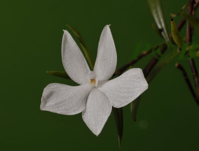 Glomera compressa , flower 2½  cm