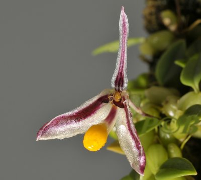 Bulbophyllum sp. 2 cm across