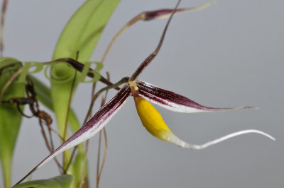 Bulbophyllum speciosum
