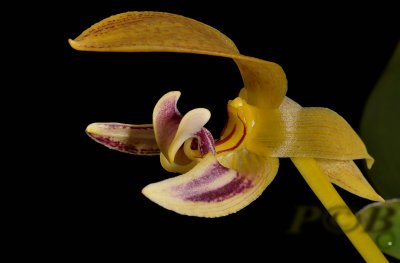 Bulbophyllum deari,  Malaysia