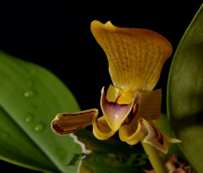 Bulbophyllum deari, Malaysia