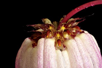 Bulbophyllum auratum