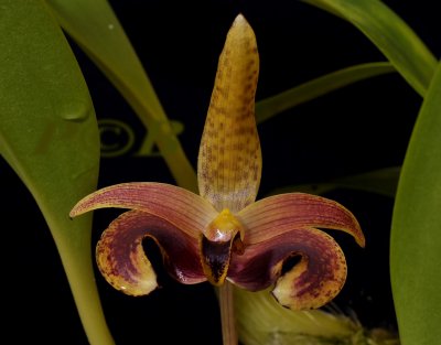 Bulbophyllum lobbii,  Kalimantan Timur