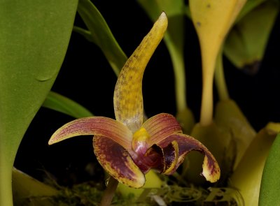 Bulbophyllum lobbii,  Kalimantan Timur