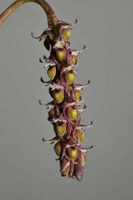 Bulbophyllum holttumii,  Malaysia, flowers 5 mm
