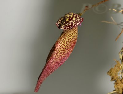 Bulbophyllum scotinochiton, Sumatra