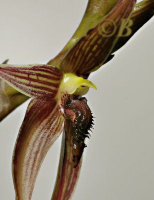 Bulbophyllum vanvuureni  Sulawesi