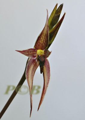 Bulbophyllum vanvuureni Sulawesi