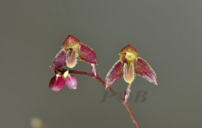Bulbophyllum orbiculare ssp. orbiculare, flowers 5 mm