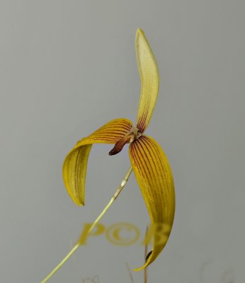 Bulbophyllum quadrangulare PNG