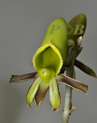 Catasetum saccatum, female flower, lacking pollinia