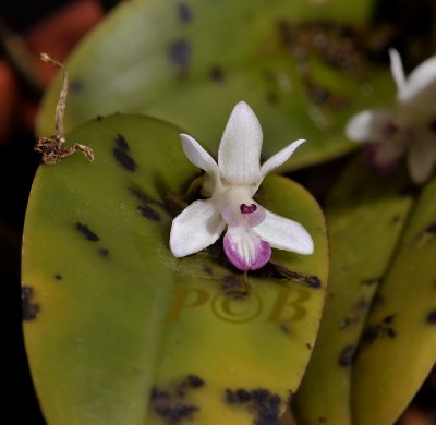 Cadetia collina, flower 8 mm - 1 cm, Port Moresby PNG