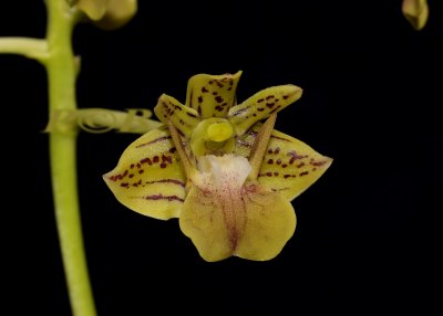 Dendrobium bifalce,  port Moresby  PNG.