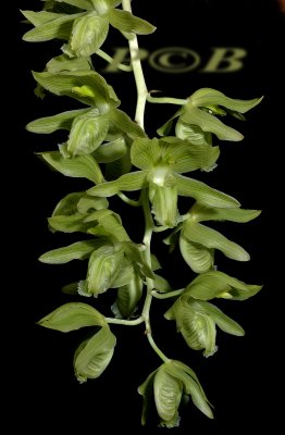 Clowesia russelliana, close relative to Catasetum