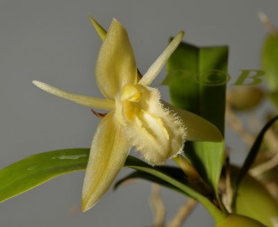 Coelogyne primulinum, malaysia