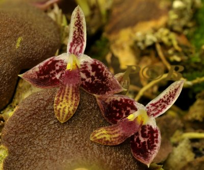 Bulbophyllum crusiata, morobe PNG