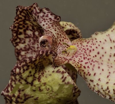 Bulbophyllum grandiflorum, dark lip