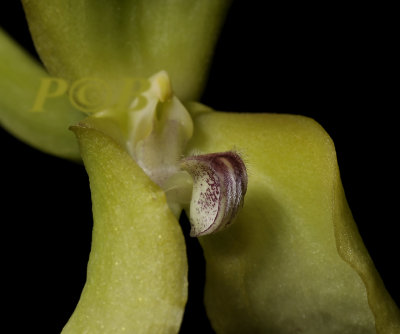 Bulbophyllum micholichii, lip