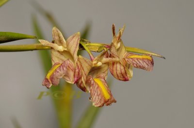 Dendrobium acinaciforme