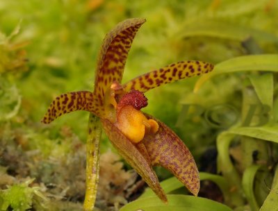 Bulbophyllum deviantiae, Sulawesi