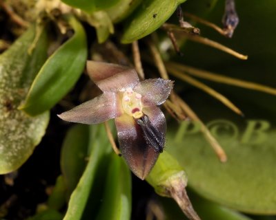 Bulbophyllum aberans, flower 4 mm across
