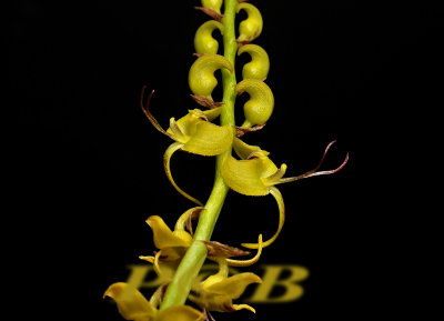 Bulbophyllum sandersonii, flowers about 1 cm across