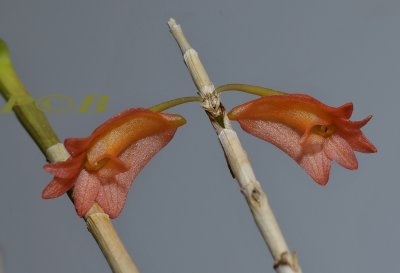 Dendrobium faciferum, flowers 1  cm