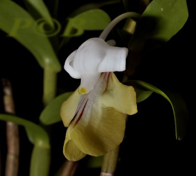 Dendrobium uniflorum, flower 2  cm