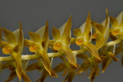Dendrochilum latifolium, flowers 1 cm